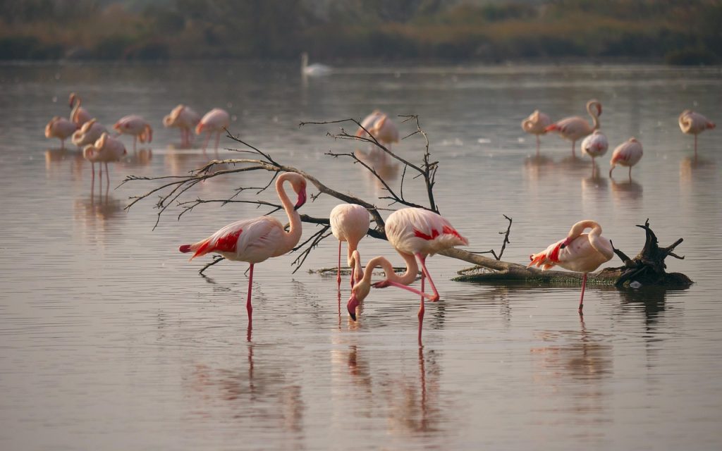 flamant rose en camargue